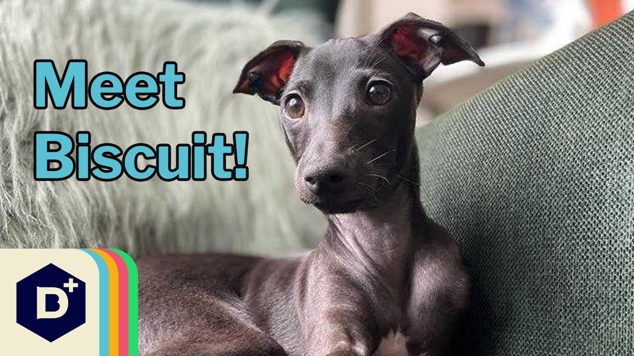 Image for Meet Liv's puppy, Biscuit!
