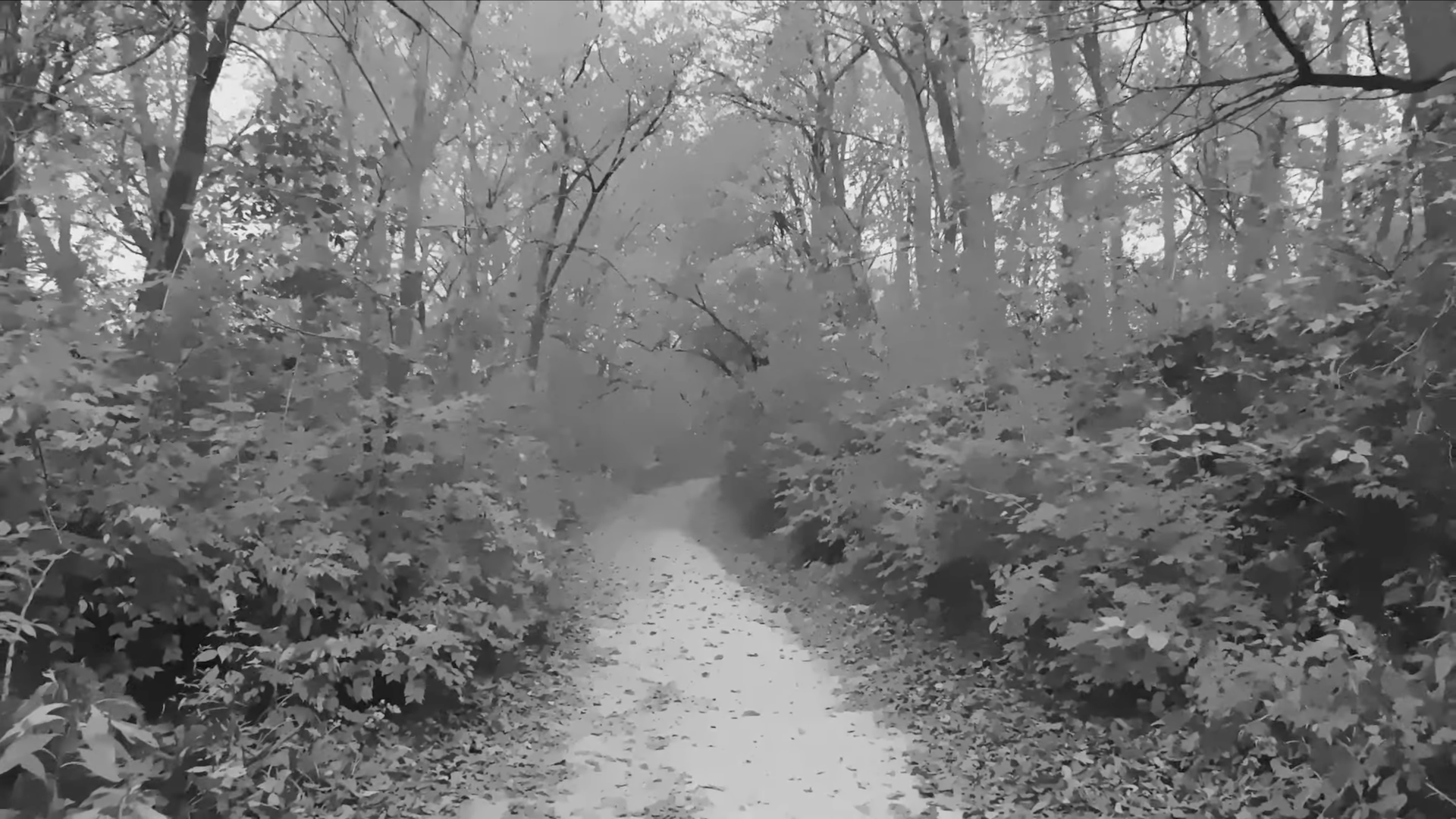 A grayscale forest trail that has been smudged, as if remembering it imperfectly.