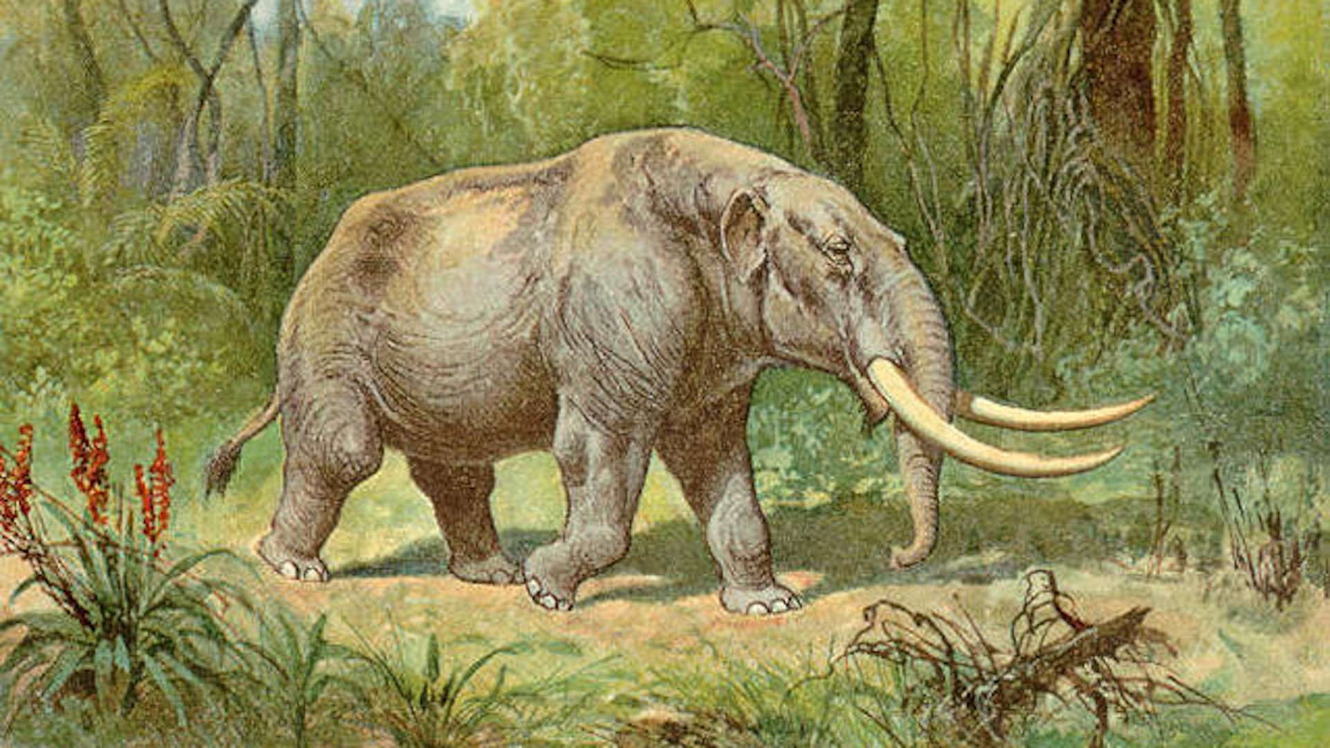 Illustration of a mastodon from the 19th century